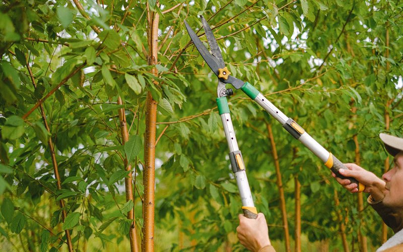 Tree trimming in Cashton, WI